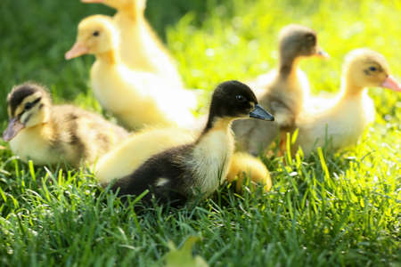 Cute ducklings on green grassの写真素材