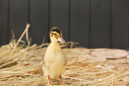 Cute duckling with straw on tableの写真素材