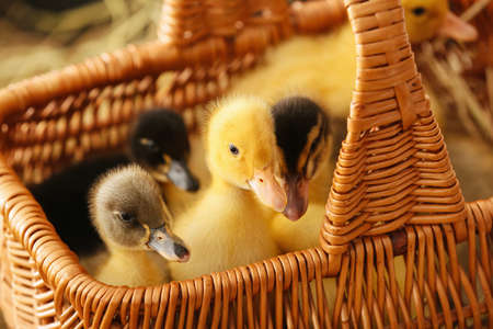 Cute ducklings in basket closeupの写真素材