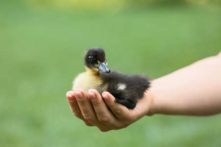 Farmer with cute duckling outdoorsの写真素材