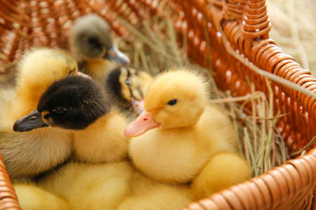 Cute ducklings in basket closeupの写真素材