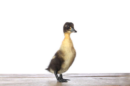 Cute duckling on table against white backgroundの写真素材