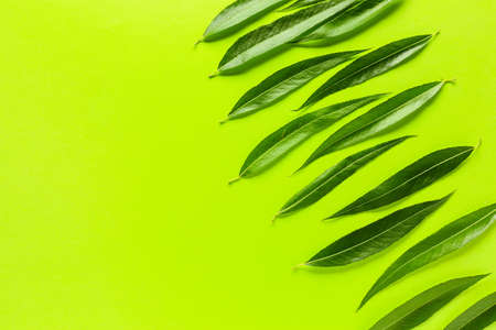 Green osier leaves on color backgroundの写真素材