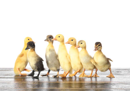 Cute ducklings on table against white background