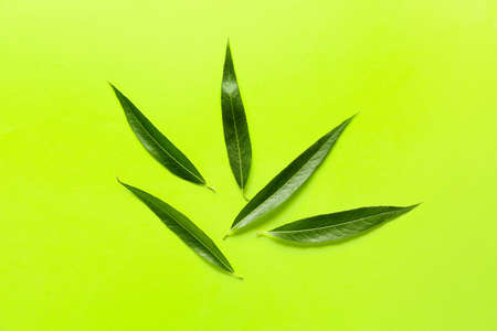 Green osier leaves on color backgroundの写真素材