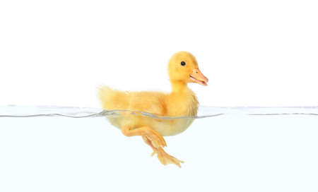 Cute duckling swimming in water on white backgroundの写真素材