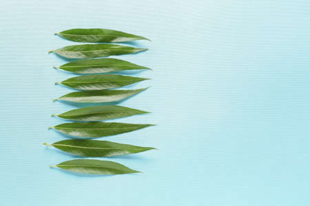 Green osier leaves on color backgroundの写真素材