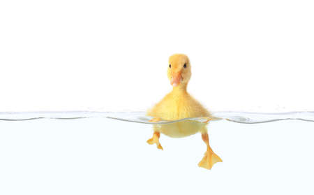 Cute duckling swimming in water on white backgroundの写真素材