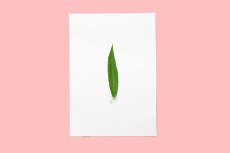 Green osier leaf with paper sheet on color backgroundの写真素材