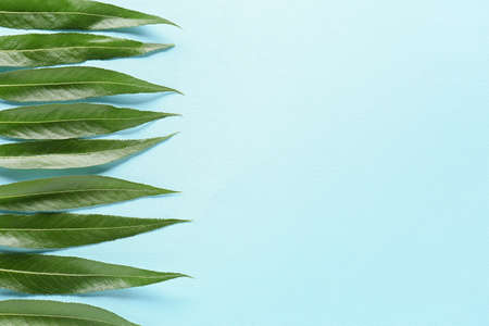 Green osier leaves on color backgroundの写真素材