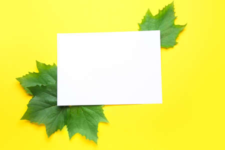 Empty paper sheet with green leaves on color backgroundの写真素材