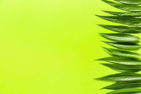 Green osier leaves on color backgroundの写真素材