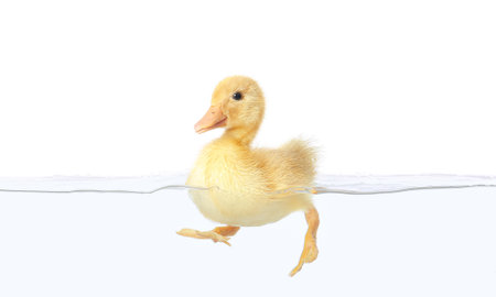 Cute duckling swimming in water on white backgroundの写真素材