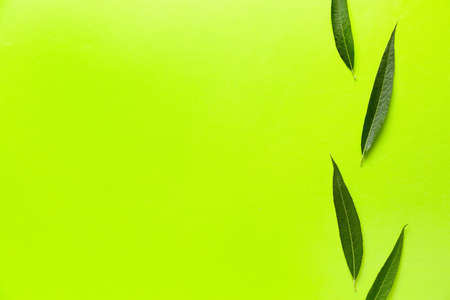 Green osier leaves on color backgroundの写真素材