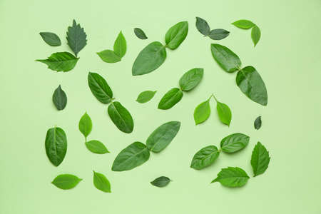 Green leaves on color background
