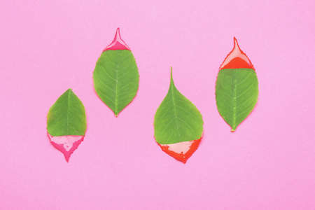 Painted green leaves on color backgroundの写真素材