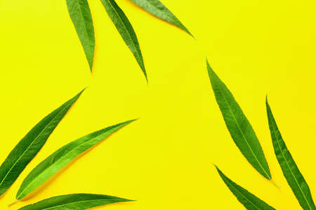 Green osier leaves on color backgroundの写真素材