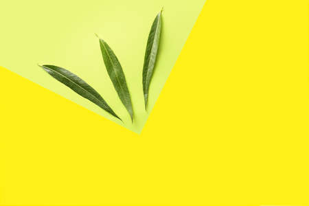 Green osier leaves on color backgroundの写真素材