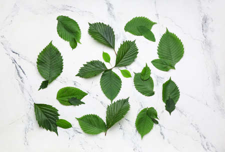 Green leaves on light backgroundの写真素材