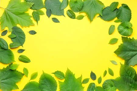 Frame made of green leaves on color backgroundの写真素材