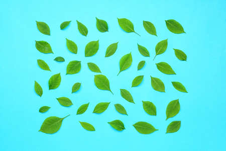 Green leaves on color backgroundの写真素材