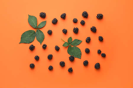 Ripe tasty blackberry on color backgroundの写真素材