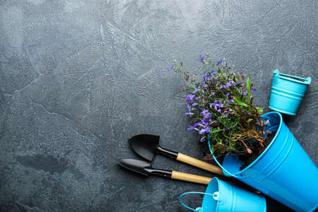 Set of gardening supplies and plant on dark backgroundの写真素材