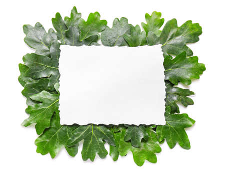 Green oak leaves and blank card on white backgroundの写真素材