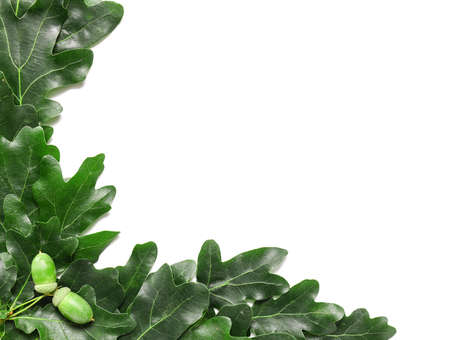 Green oak leaves on white background