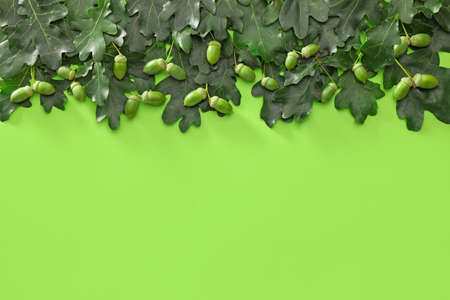 Green oak leaves on color backgroundの写真素材