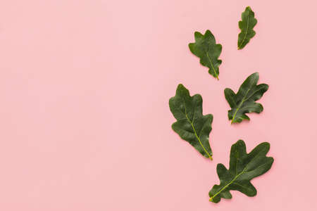Green oak leaves on color backgroundの写真素材