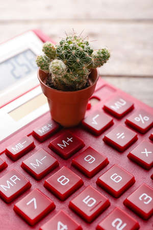 Modern calculator and cactus on wooden background, closeupの写真素材