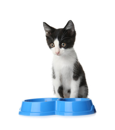 Cute funny kitten with bowl of food on white backgroundの写真素材