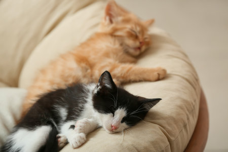 Sleeping cute kittens in armchair at homeの写真素材