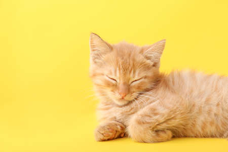 Cute funny kitten on color backgroundの写真素材