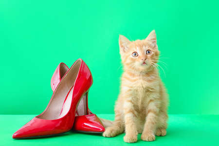 Cute funny kitten with female shoes on color backgroundの写真素材