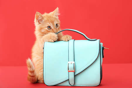 Cute funny kitten with female bag on color backgroundの写真素材