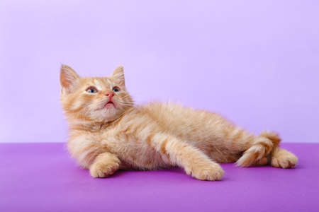 Cute funny kitten on color backgroundの写真素材