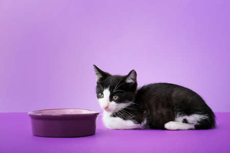 Cute funny kitten with bowl of food on color backgroundの写真素材