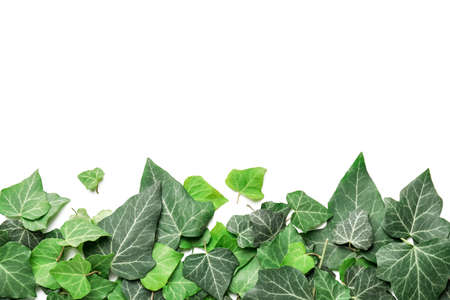 Green ivy leaves on white backgroundの写真素材