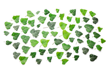 Green ivy leaves on white backgroundの写真素材