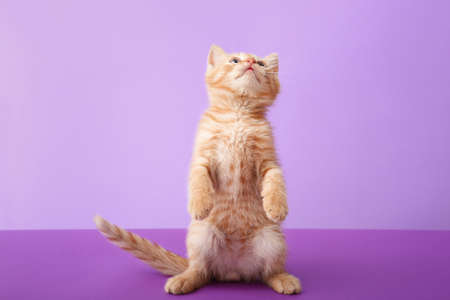 Cute funny kitten on color backgroundの写真素材