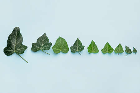 Green ivy leaves on color backgroundの写真素材