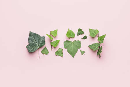 Green ivy leaves on color background