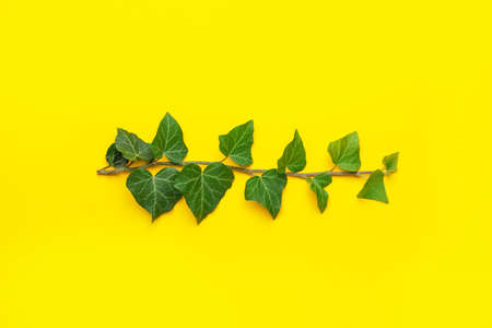 Green ivy branch on color background