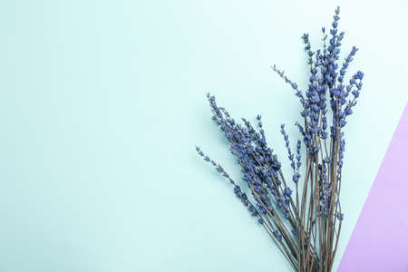 Beautiful lavender flowers on color backgroundの写真素材