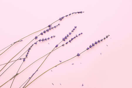 Beautiful lavender flowers on color backgroundの写真素材