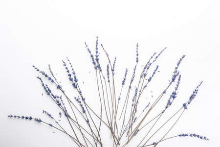 Beautiful lavender flowers on white backgroundの写真素材