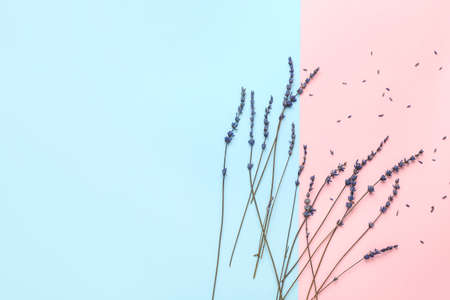 Beautiful lavender flowers on color backgroundの写真素材