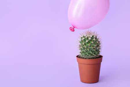 Cactus and air balloon on color backgroundの写真素材